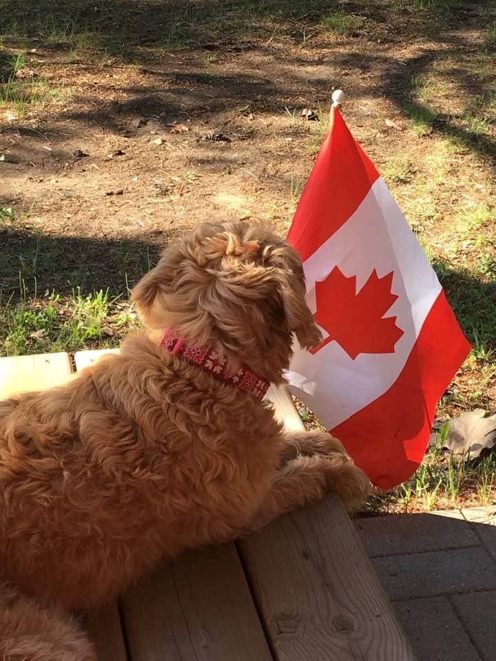 Dog wearing an RC Pets collar facing away, in front of a Canadian Flag